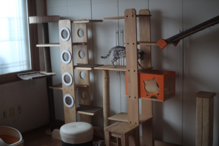 뱅갈고양이 여아들 방이예요~ 관련 이미지 3