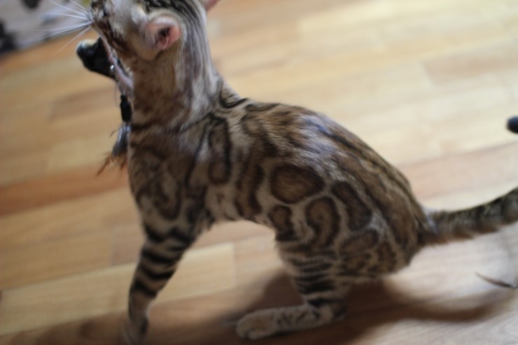 브라운 뱅갈고양이 세라예요~ 관련 이미지 6