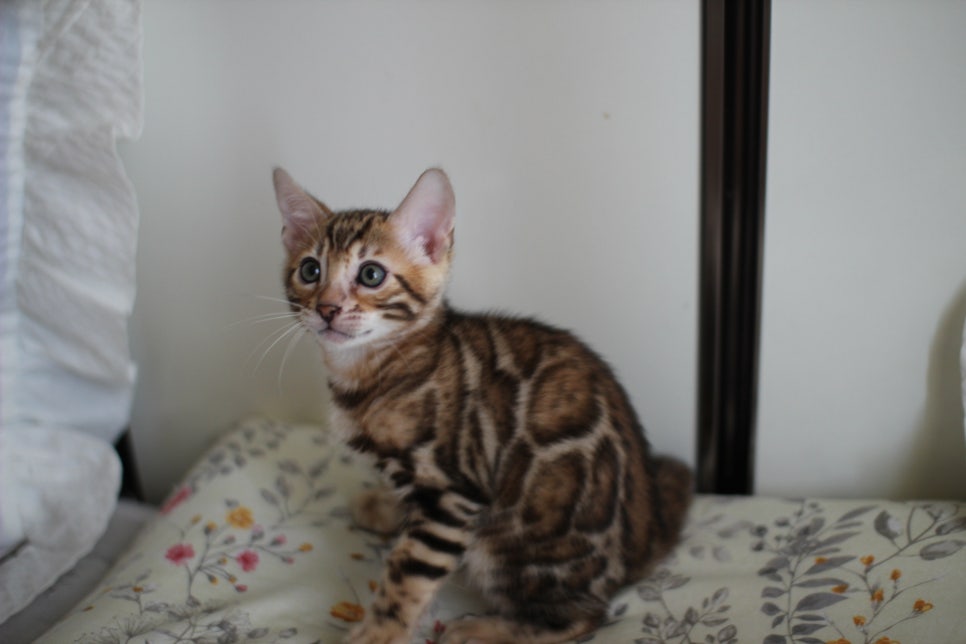 애교만점 개냥이 뱅갈고양이 남아 순둥군 분양해요~ 관련 이미지 20