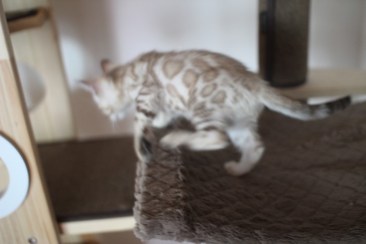 스노우 밍크 뱅갈고양이 남아예요~ 관련 이미지 7