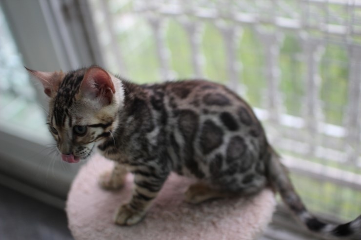 뱅갈고양이 남아 동글이 분양 합니다~ 관련 이미지 5