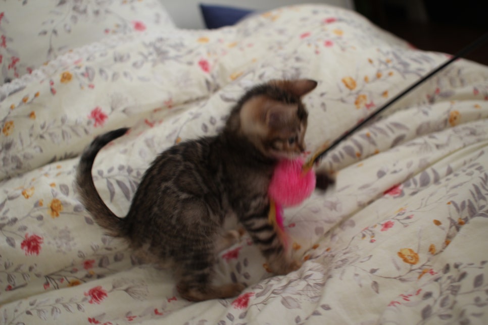 뱅갈고양이 개냥이를 찾으세요? 관련 이미지 17