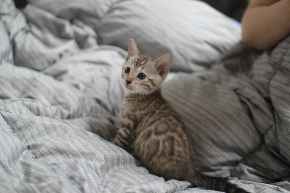 포동포동 귀여운 돼지 실밍크뱅갈고양이 여아예요~ 관련 이미지 3