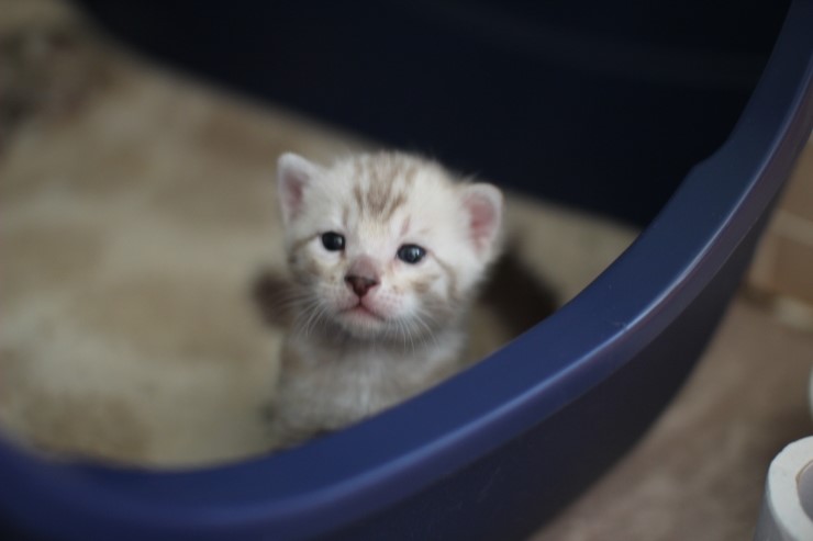 실밍크 스노우뱅갈고양이 분양 천사냥이 4남매 관련 이미지 8