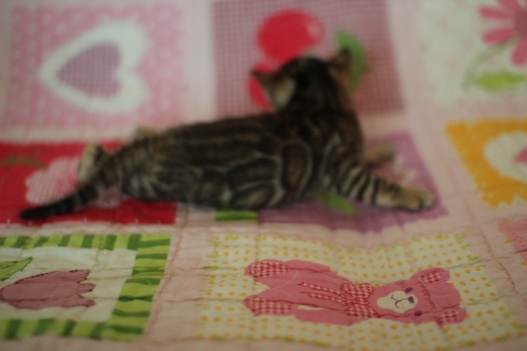 뱅갈고양이 꼬물이에서 꼬맹이 됬어요~ 관련 이미지 1