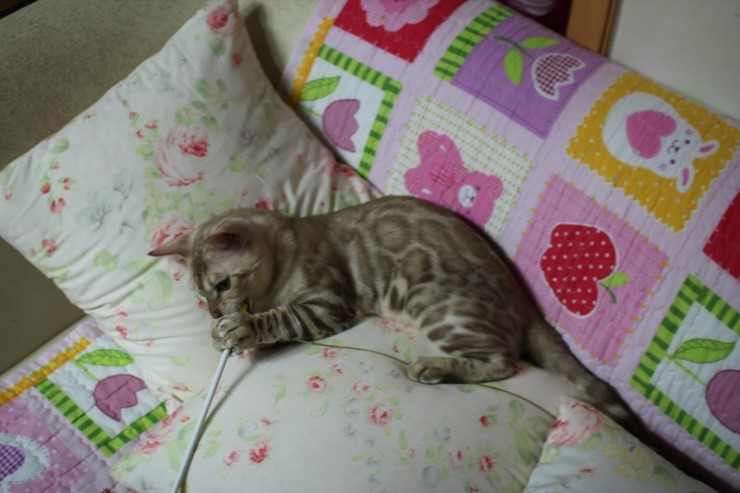 실밍크 뱅갈고양이 킹 입니다~ 관련 이미지 8