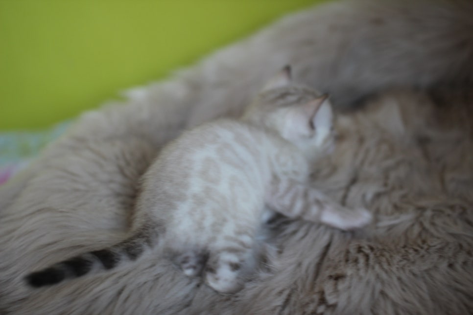 뱅갈고양이 분양 부티가 흘러요 흘러~ 관련 이미지 21