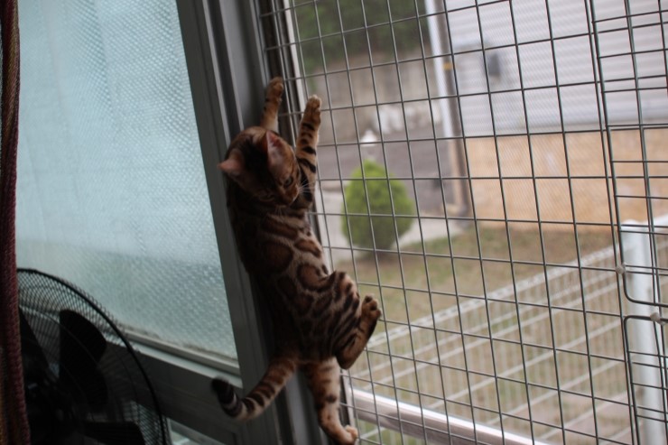 뱅갈고양이 여아 키나,리엔,샤하다예요~ 관련 이미지 18