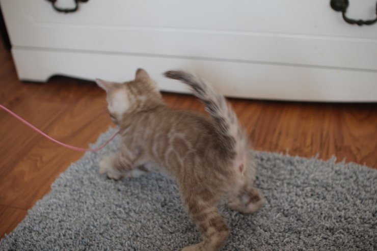 뱅갈고양이 분양 완전히 빠졌네 빠졌어~ 관련 이미지 12