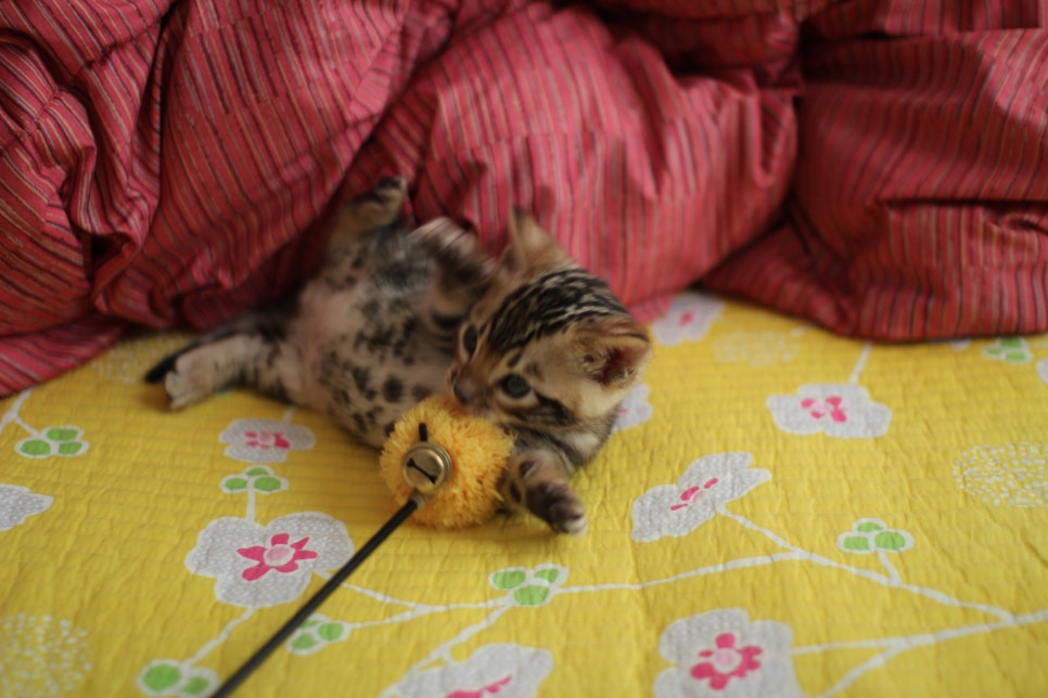 뱅갈고양이 남아 분양중 입니다~ 관련 이미지 7