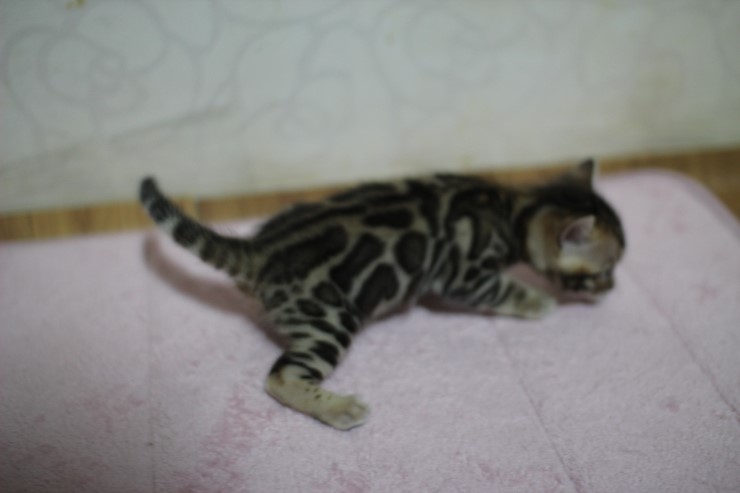 뱅갈고양이 자매 아이들 많이 컸어요~ 관련 이미지 2