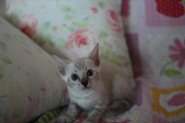 실링스뱅갈고양이 키퍼여아 많이 컸어요 관련 이미지 1