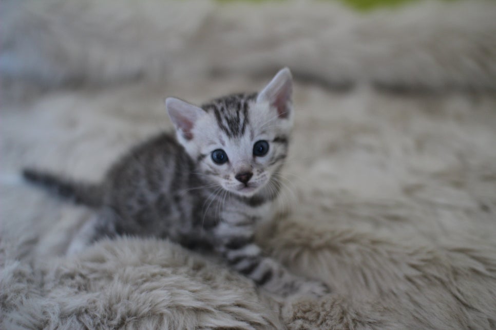 뱅갈고양이 분양 부티가 흘러요 흘러~ 관련 이미지 7