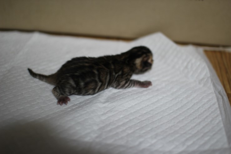 뱅갈고양이 꼬물이 태어났습니다~ 관련 이미지 3