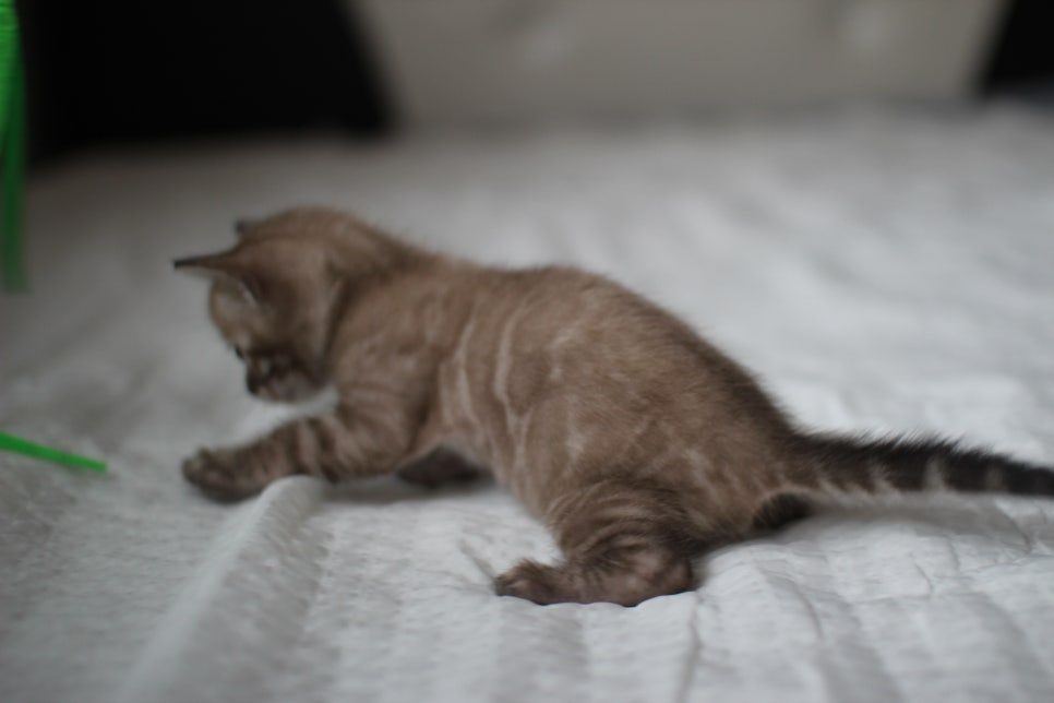 밍크차콜 뱅갈고양이 남아 많이 컸죠??? 관련 이미지 3