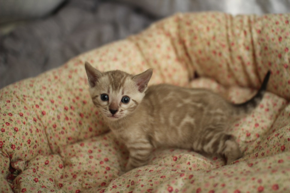 브라운,스노우뱅갈고양이 꼬맹이들 분양합니다~ 관련 이미지 11