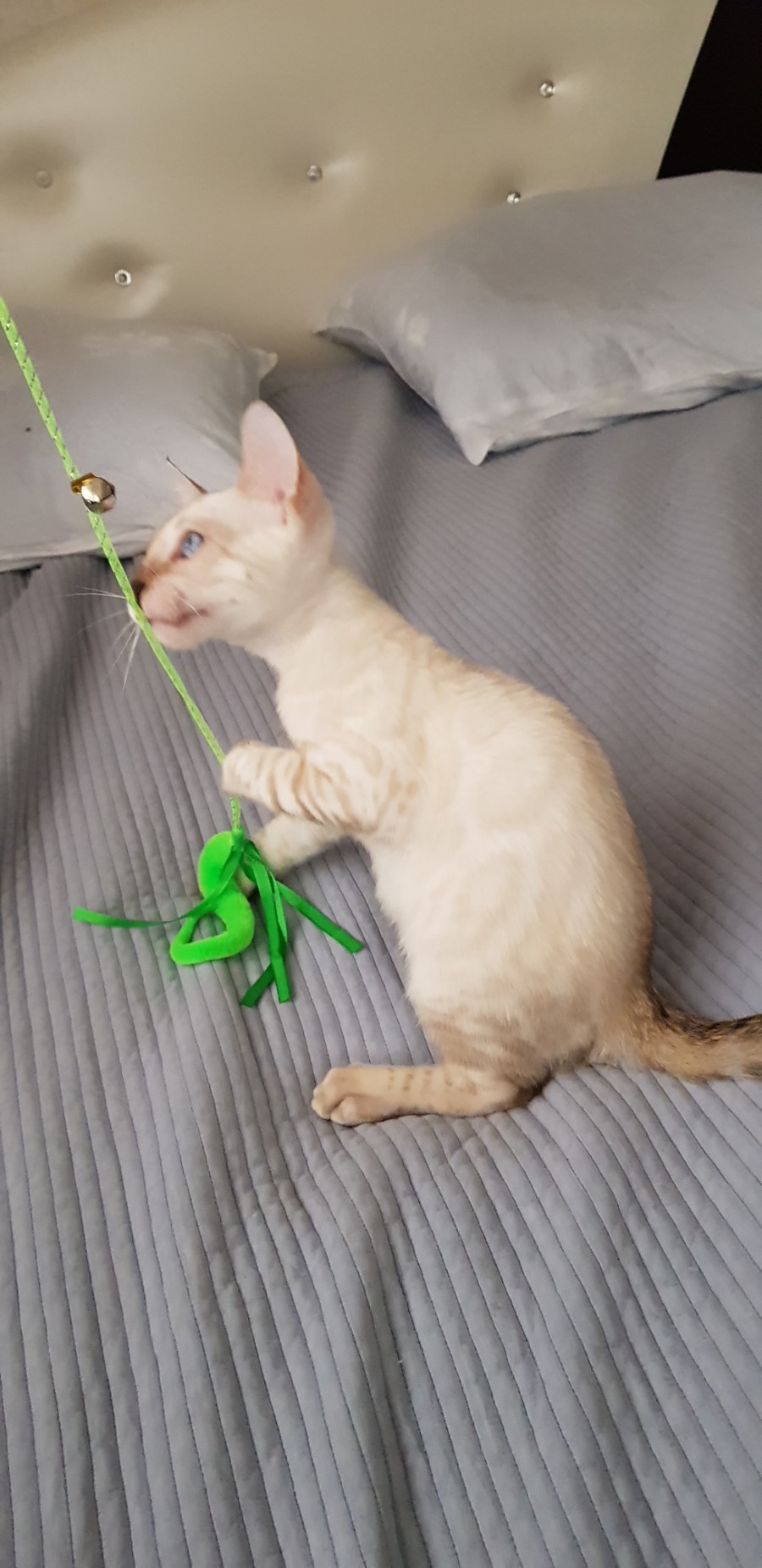 스노우뱅갈고양이 개냥이 남아 노는 모습 😁 관련 이미지 2