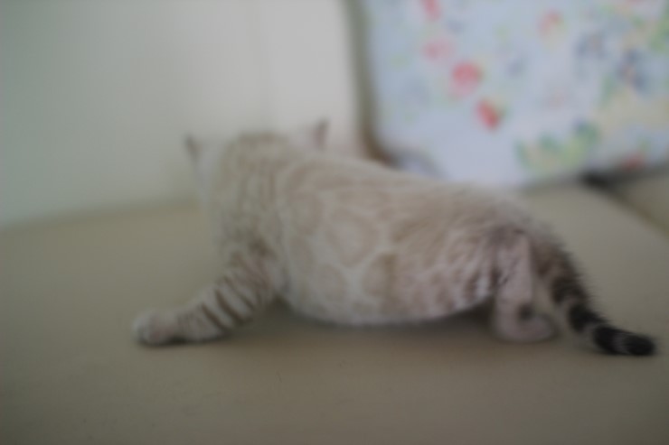 스노우 뱅갈고양이 흰둥이 예약 분양 합니다~ 관련 이미지 14