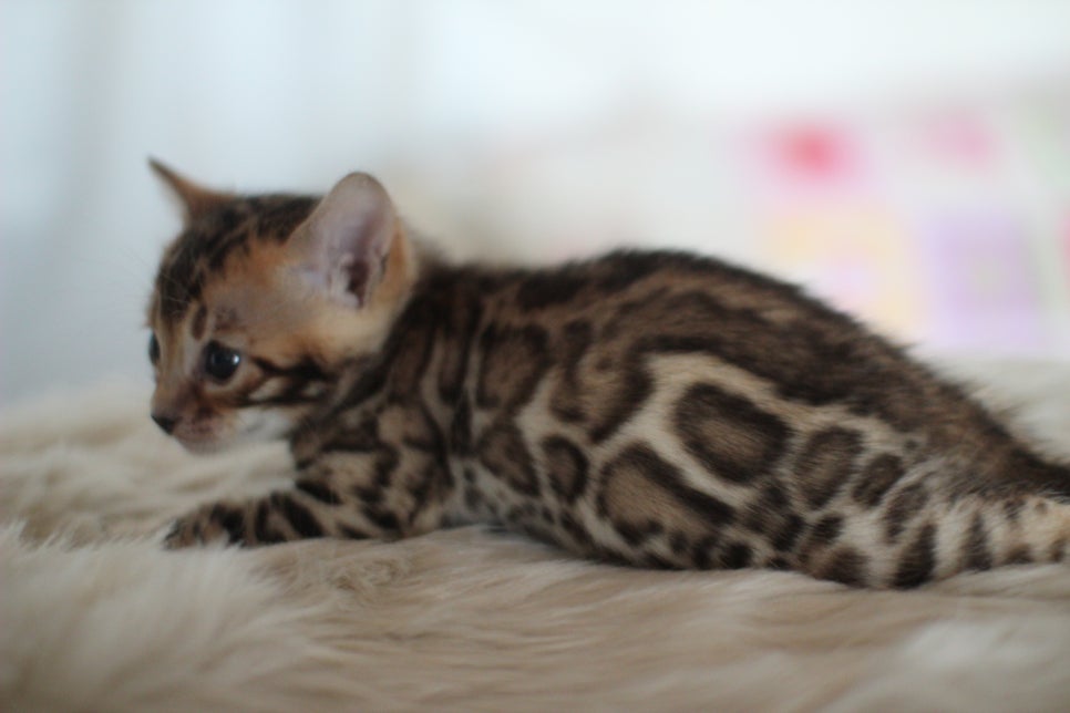 뱅갈고양이분양 멋진 빅로젯 아이들~ 관련 이미지 1