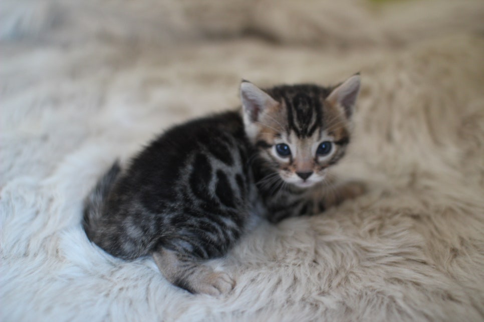 뱅갈고양이 분양 부티가 흘러요 흘러~ 관련 이미지 29