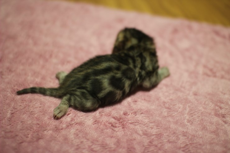 뱅갈고양이 꼬물이 여아들~ 관련 이미지 6