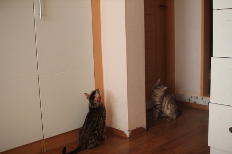 뱅갈고양이 레인이,영웅이,스텔라예요~ 관련 이미지 8