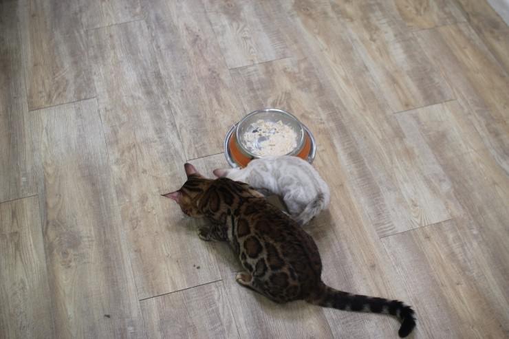 뱅갈고양이,스노우뱅갈고양이, 링컨이와 초아는 적응 끝나고 재미나게 살고 있어요~~~~~~~ 관련 이미지 10