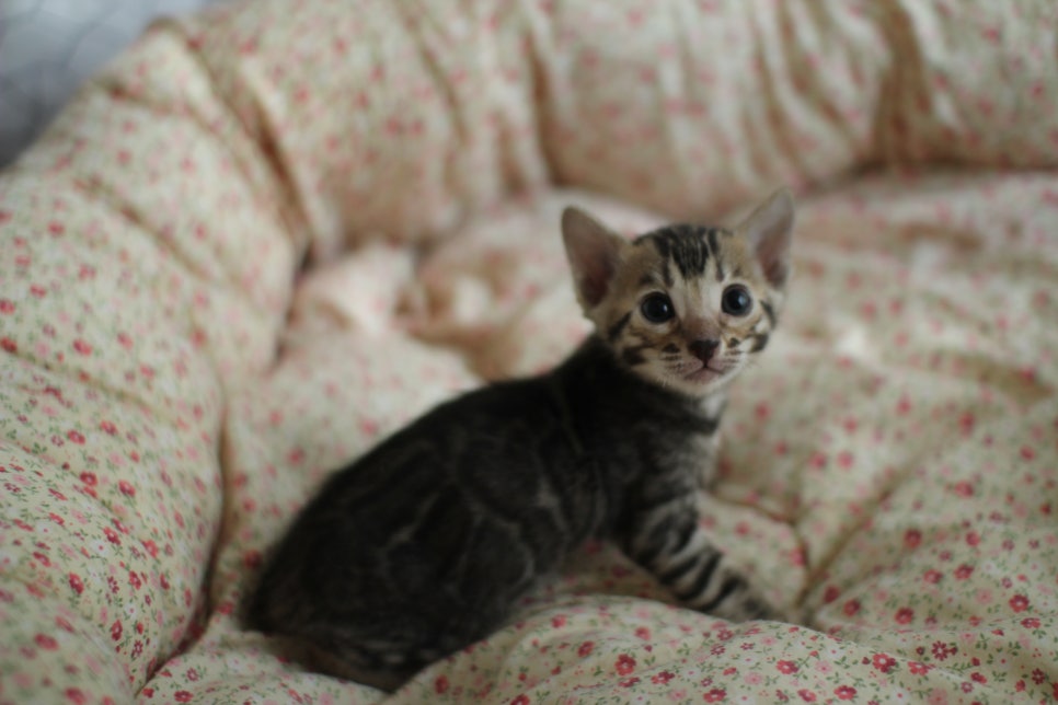 브라운,스노우뱅갈고양이 꼬맹이들 분양합니다~ 관련 이미지 1