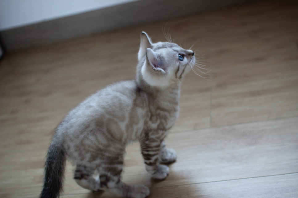스노우뱅갈고양이 꼬맹이 신났네 신났어 관련 이미지 24