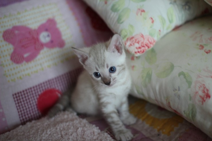 스노우뱅갈고양이 앙증,깜찍 귀요미에요 ㅎㅎ 관련 이미지 2