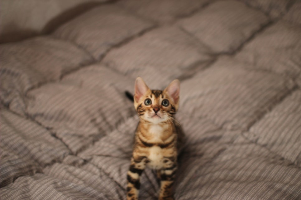 뱅갈고양이분양 장군이,아롱이, 탑식이~ 관련 이미지 5