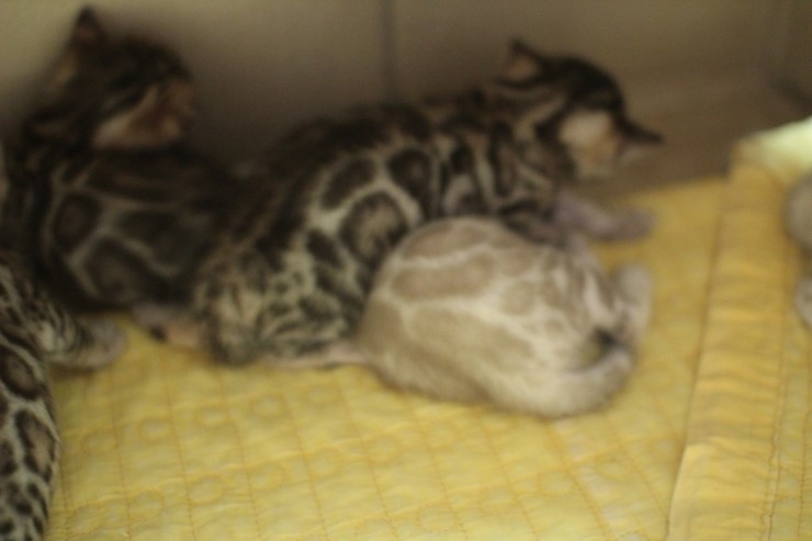 스노우 밍크 뱅갈고양이 남아 예약 분양 합니다~ 관련 이미지 5