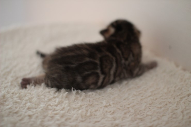 뱅갈고양이 꼬물이 남아예요~ 관련 이미지 6