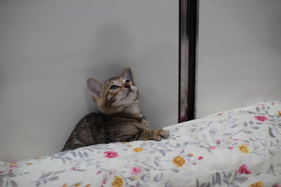 포동포동 개냥이 뱅갈고양이 분양해요~ 관련 이미지 5