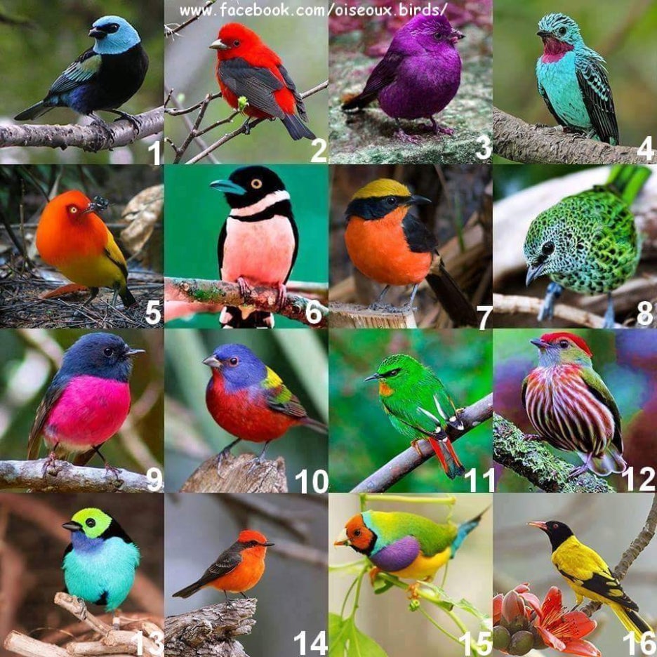 핀치의 화려한 모습~ 관련 이미지 1