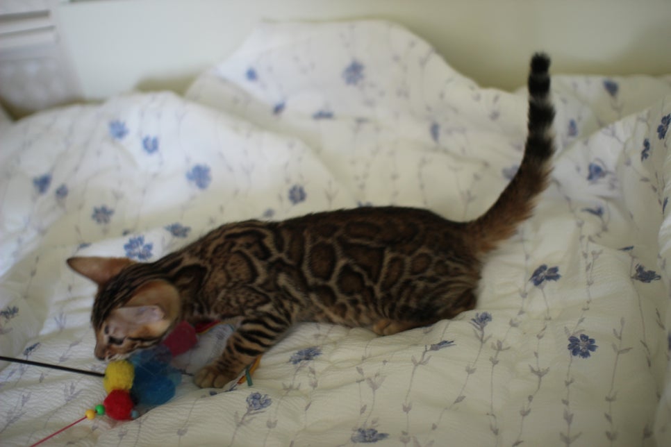 브라운 뱅갈고양이 자매 분양합니다~ 관련 이미지 15