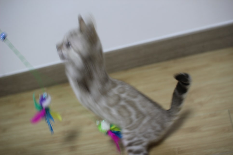 실밍크 뱅갈고양이 키퍼 여아 재롱 관련 이미지 2