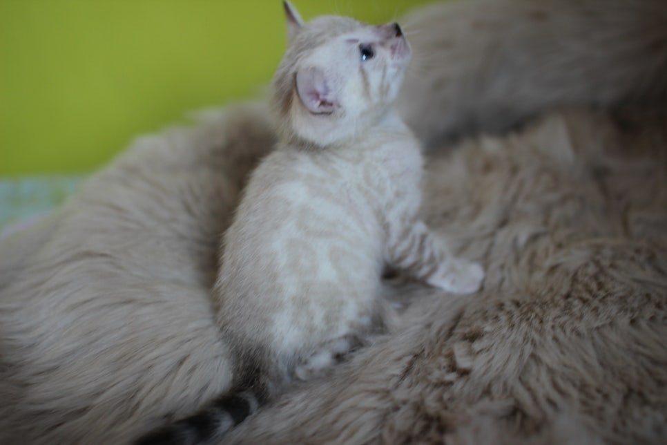 뱅갈고양이 분양 부티가 흘러요 흘러~ 관련 이미지 22