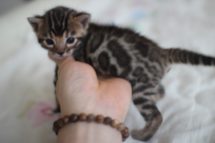 뱅갈고양이 남매 오늘 모습 입니다~ 관련 이미지 21