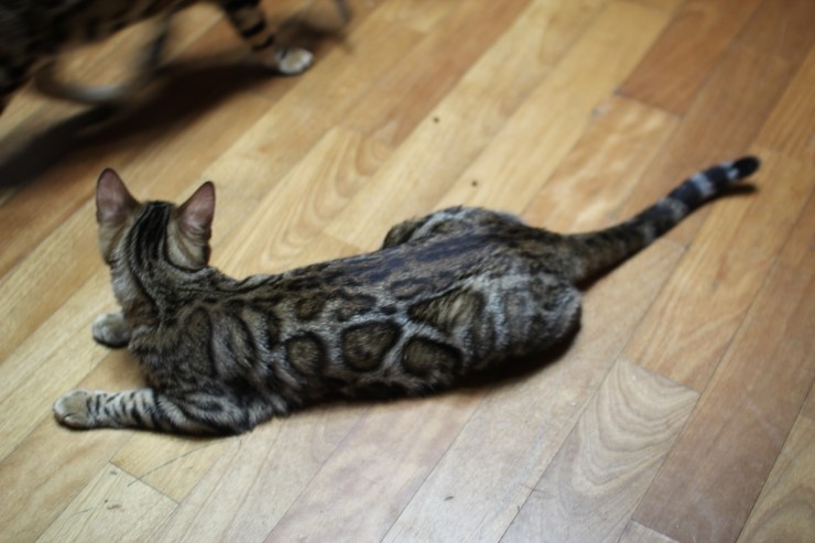 뱅갈고양이 키퍼 여아 리엔이예요~ 관련 이미지 2