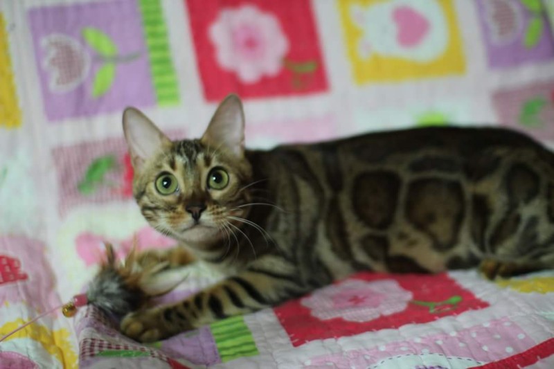 초미묘 브라운 뱅갈고양이 성묘 여아 분양해요~ 관련 이미지 1