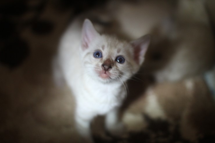 뱅갈고양이 꼬맹이들 많이 컸어요~ 관련 이미지 7