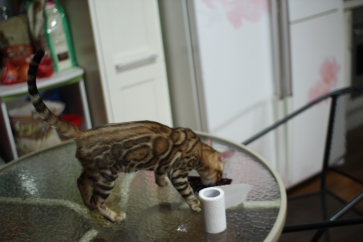 뱅갈고양이 남아 soyu gsw 관련 이미지 3