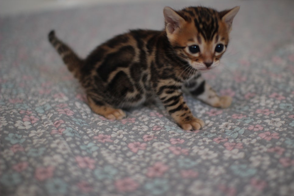 뱅갈고양이분양 동화속에 나오는 아이들! 관련 이미지 2