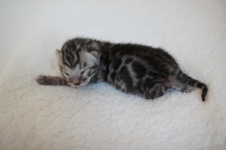 실버,브라운 뱅갈고양이 꼬물이들 사진 입니다 관련 이미지 33