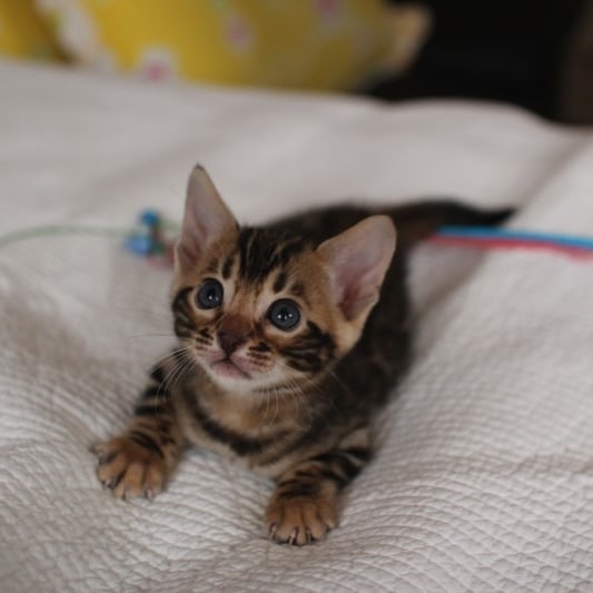 분양중인 뱅갈고양이 장군이 성장 모습~ 관련 이미지 6