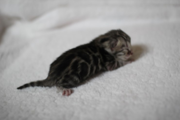 실버 뱅갈고양이 꼬물이 여아예요~ 관련 이미지 1