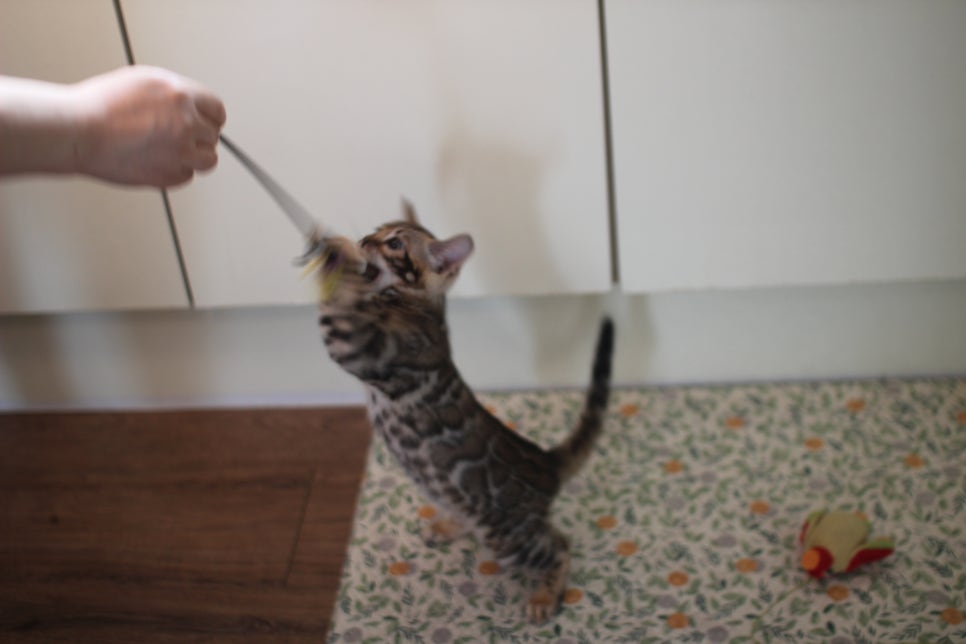 브라운,스노우 뱅갈고양이 여아들 분양해요~ 관련 이미지 9