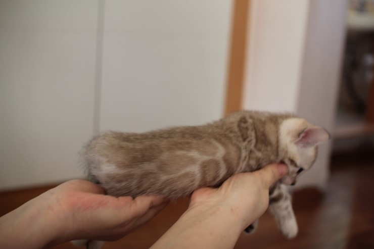 뱅갈고양이 분양 완전히 빠졌네 빠졌어~ 관련 이미지 15