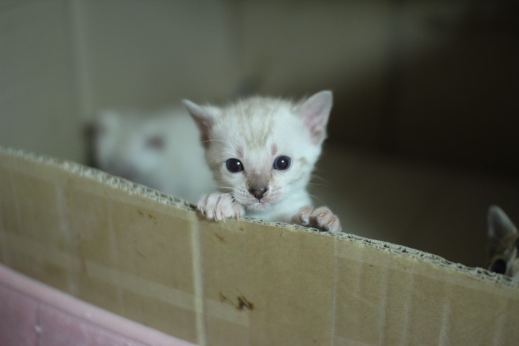 뱅갈고양이 6남매 많이 컸어요~ 관련 이미지 2